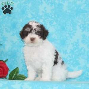 Perry, Maltipoo Puppy